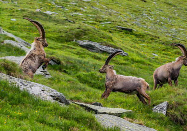     Kőszáli kecskék egy alpesi réten / Hohe Tauern Nemzeti Park